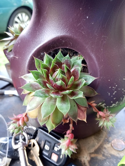 Can You Propagate Hens And Chicks Plant Using The Petals 1