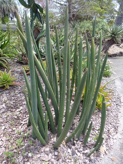 Beautiful African Spear Plant