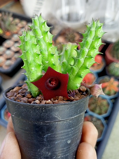 Succulent with Star Shaped Flower