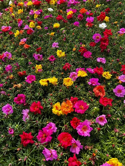 colorful Moss Rose plant
