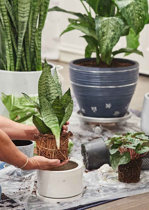  Don’t Think, Just Repot