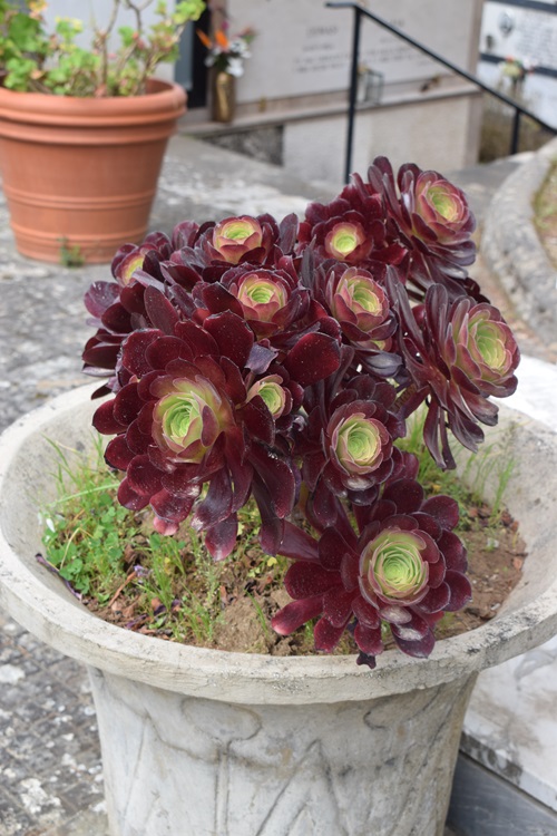 best The Fastest Growing Succulents for You