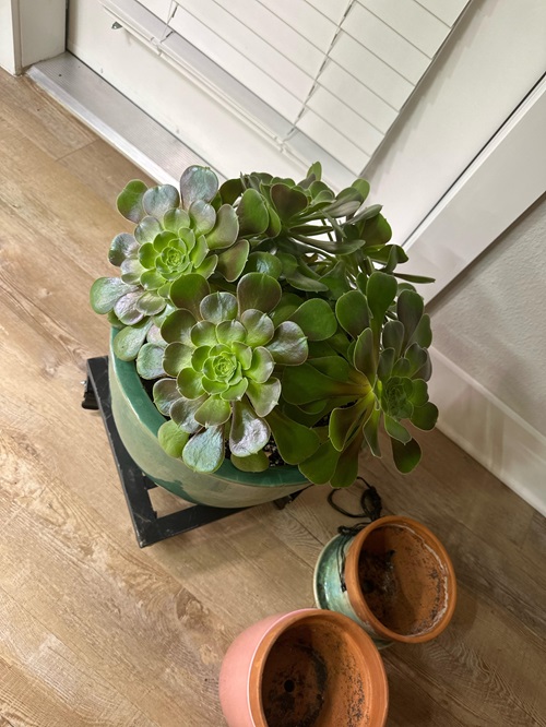 Succulents That Do Well in Humidity