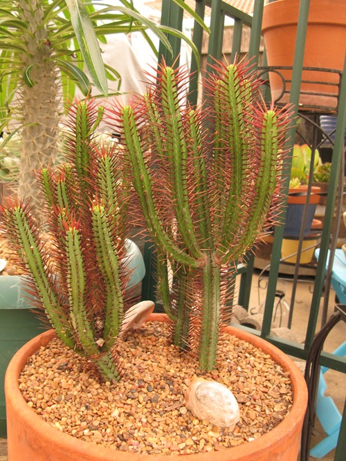 best Succulents with Thorny, Hairy-Shaped Leaves