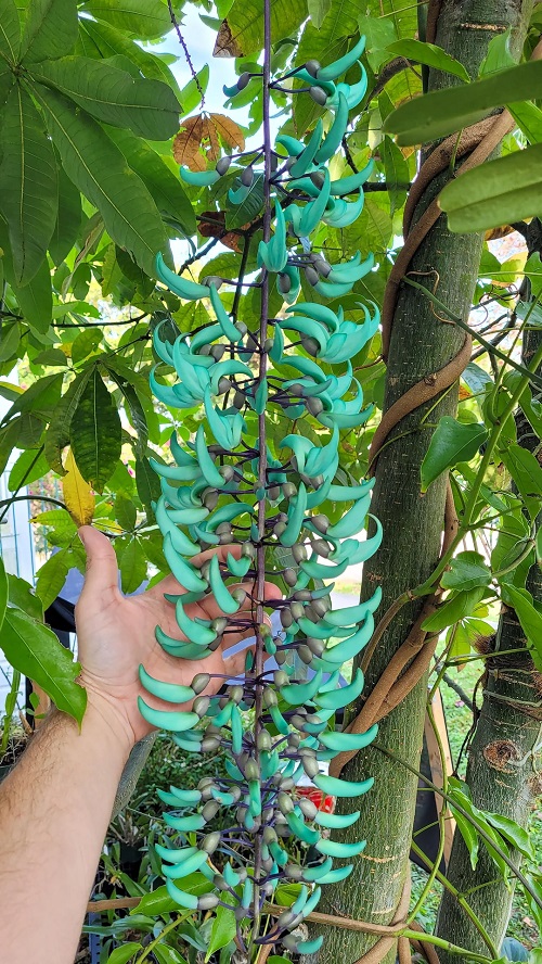 How Does Jade Vine Smell&mdash;The Most Wanted Answer