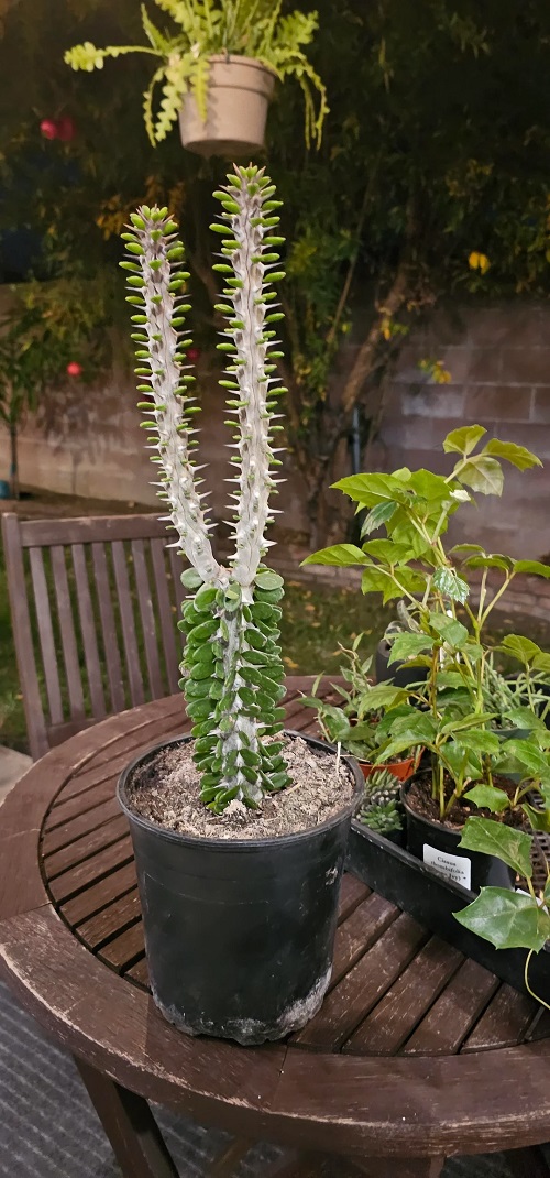 Succulents With Thorn Buds 2