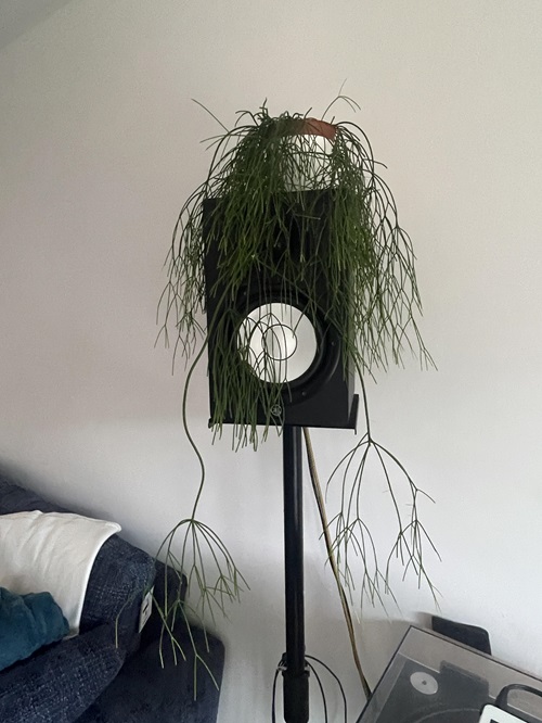 beautiful Cacti That Do Well in Artificial Light