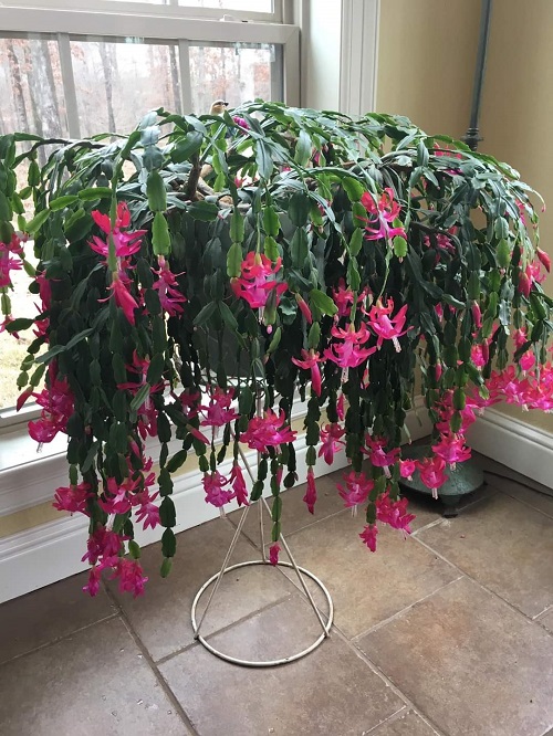 top Fastest Blooming Succulents for You