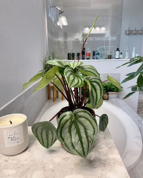 Amazing Succulents you can grow in the Bathroom