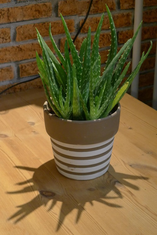 top Fastest Growing Succulents for You