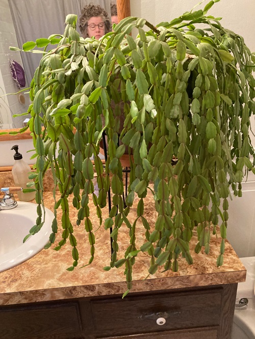 christmas cactus In the Bathroom