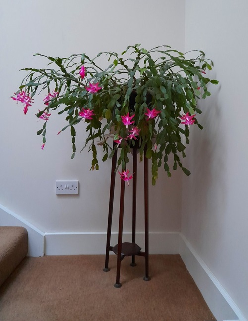 top Cacti That Do Well in Shade