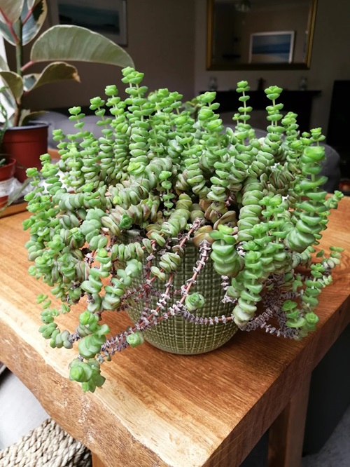 Fastest Growing Succulents for You