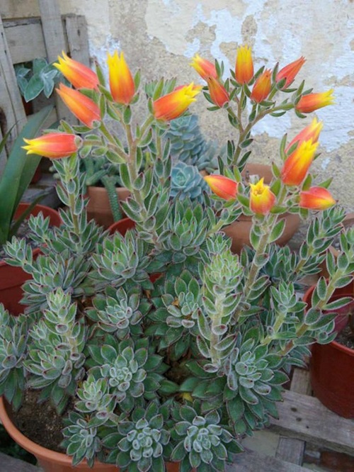 top Trailing Echeveria Succulents