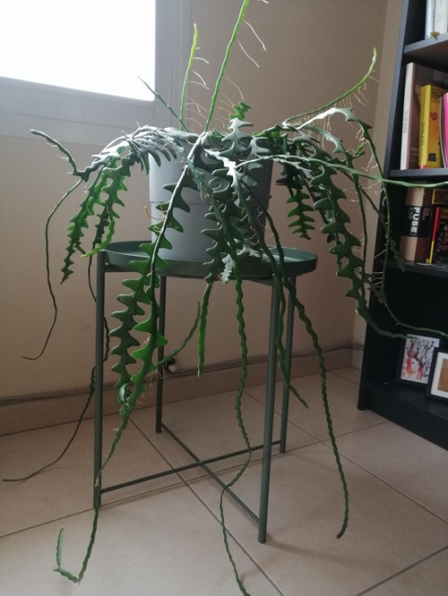 Fishbone Cactus Plant Lighting Requirements