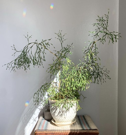 best Cacti That Do Well in Shade