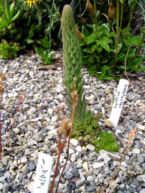 Types of Orostachys Succulents