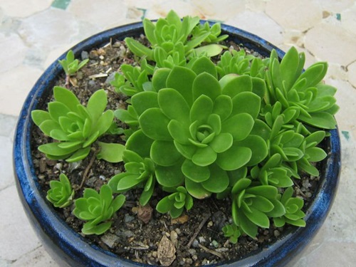 beautfihul Types of Orostachys Succulents