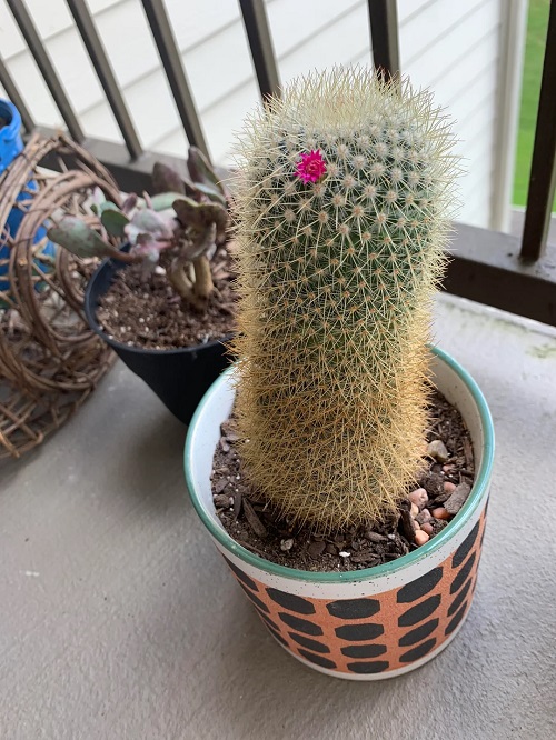 outdoor succulents