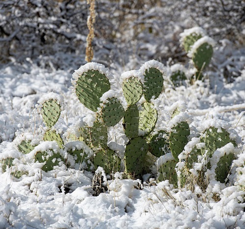 Choose Frost-Hardy Varieties