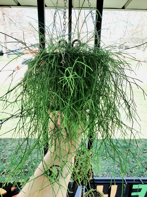 Rhipsalis plant care