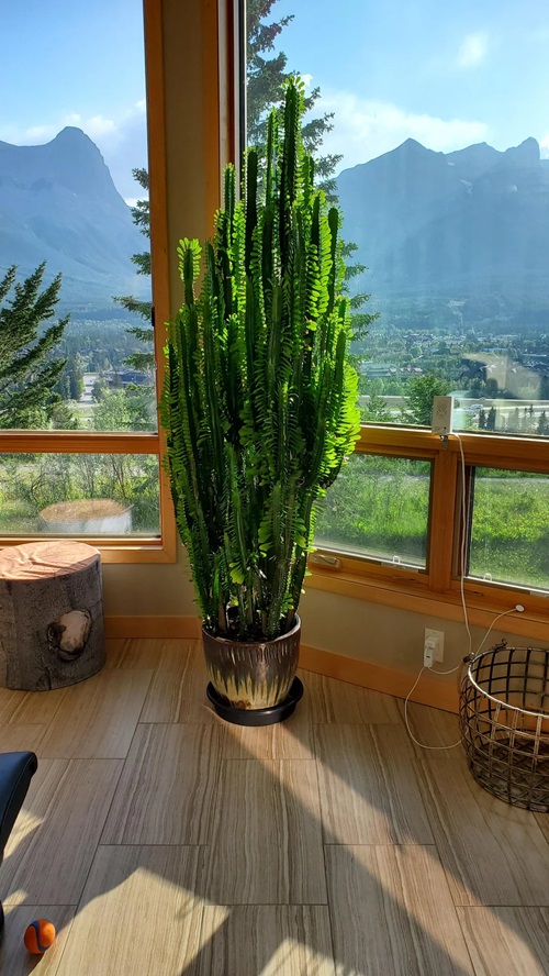 top best African Succulent Plants