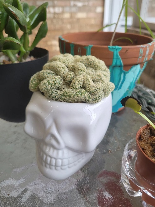 Cactus  that Look like Sea Creatures  2