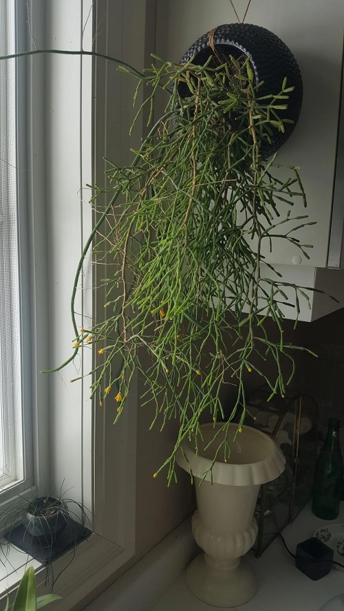 Requirements for Growing Hatiora Salicornioides