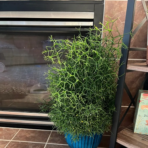 Hatiora salicornioides indoor