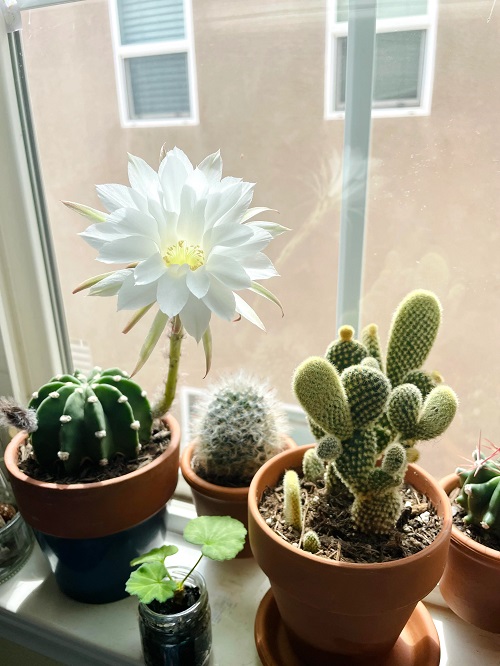 Caring for Indoor Cacti During Winter