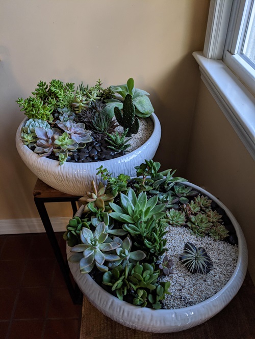 Ways to Shield Your Succulents from Cold Weather and Frost