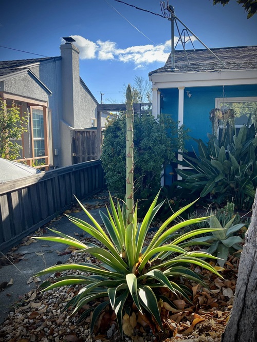 Best long leaf succulents