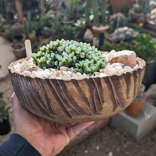 Tiny Mini Succulents for a Cute Garden