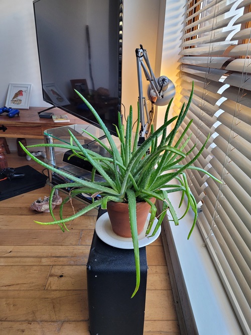 top Beautiful Succulents that Attract Money