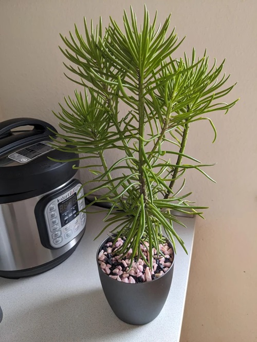 Bush Senecio in pot