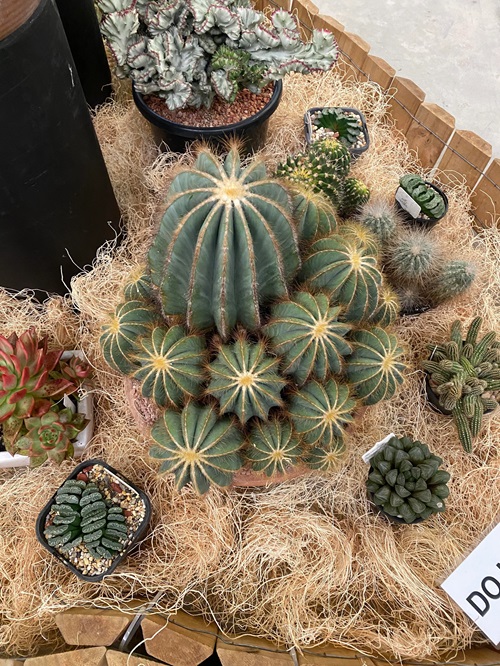 Are Cacti annual or perennial