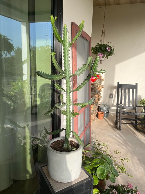 top most Cactus with Arms