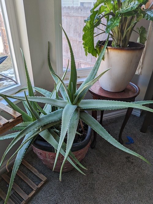 How to Keep Your Aloe Vera Thriving Indoors All Winter Long