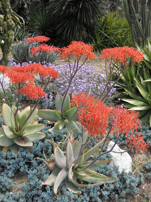 Coral Aloe