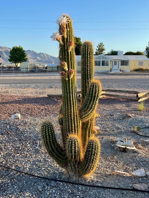 Is a Cactus Monocot or Dicot