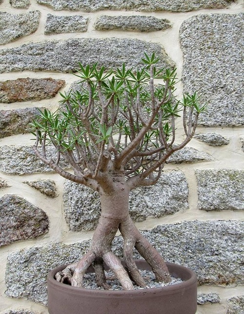 lovely Best Succulents for Bonsai