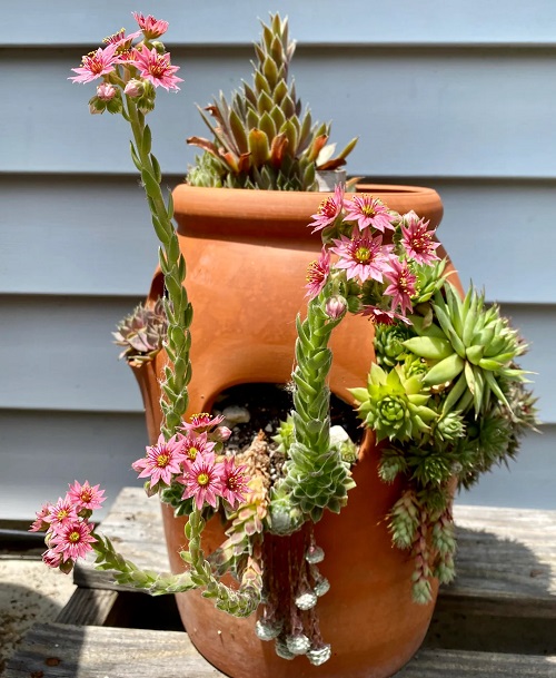 What To Do With Hens and Chicks Flowers