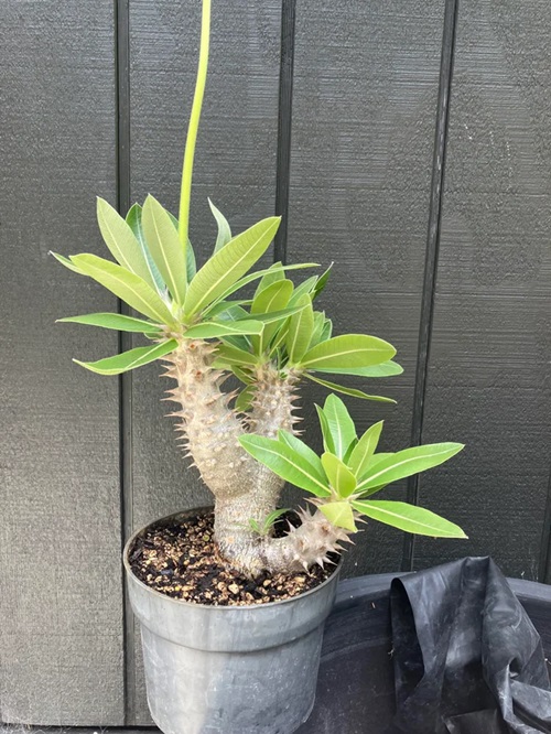 best Plants That Look Like Cactus