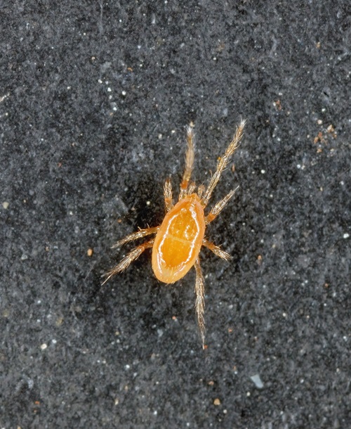 top Good Bugs for Succulents