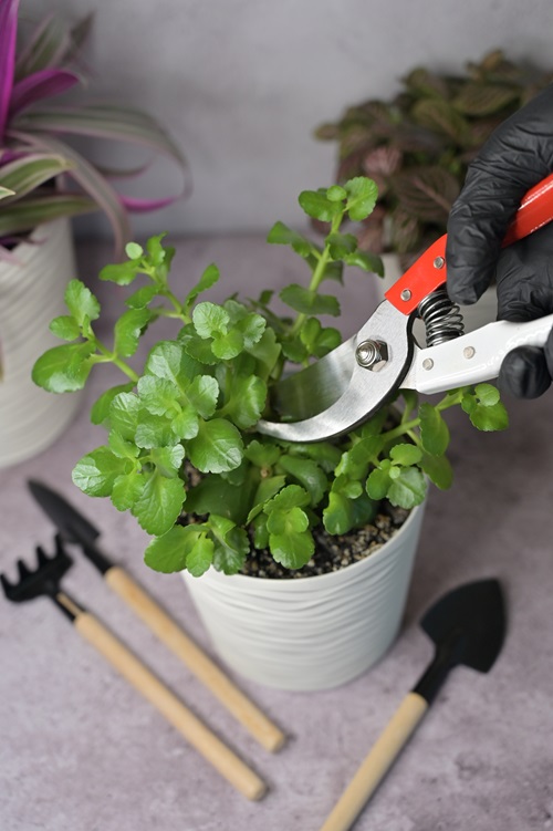 Requirements of Succulents 8