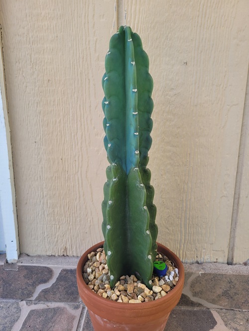 Slow Growth Rate