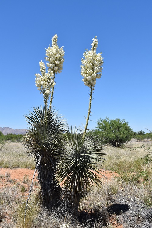 Is Yucca elata a Succulent?