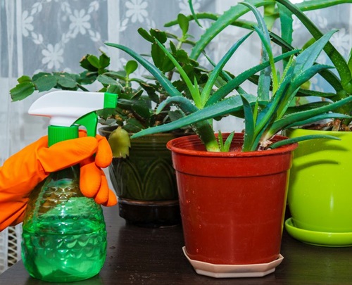 Overwatering can be particularly harmful in the winter