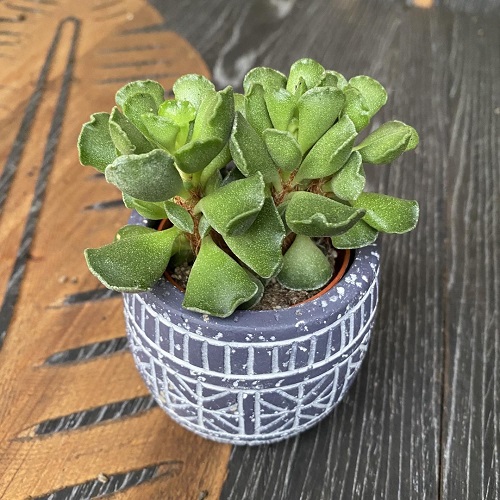 Tap water in succulents 2