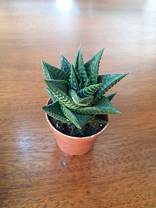 Tap water in succulents 3
